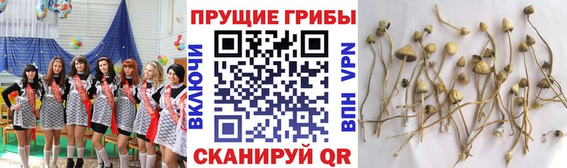 Галлюциногенные грибы GOLDEN TEACHER  купить  сайты  Магадан 